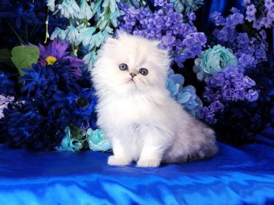 Joshua - Persian - Gallery Photo #1