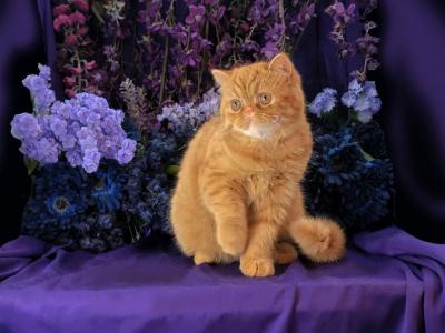 Rusty - Exotic - Gallery Photo #1
