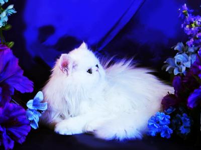 Barbie Doll - Persian - Gallery Photo #1