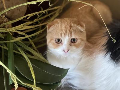Margo Scottish Fold Kitten - Scottish Fold - Gallery Photo #1