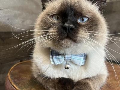 Spike - Minuet - Gallery Photo #1