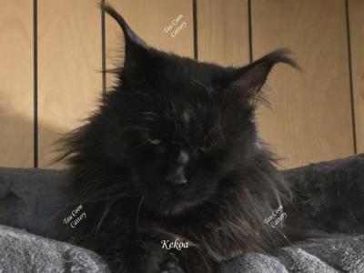 Kekoa - Maine Coon - Gallery Photo #1