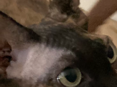 Cora - Sphynx - Gallery Photo #1