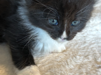 Keesha 2 - Maine Coon - Gallery Photo #1