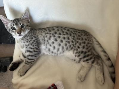 Mauma Mia Fred - Egyptian Mau - Gallery Photo #1