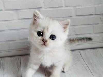 Dominic Silver Shaded Chinchilla Baby Boy - Scottish Straight - Gallery Photo #1