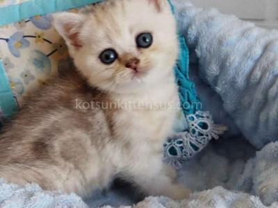 Darchi Silver Tiger Tabby Baby Boy - Scottish Straight - Gallery Photo #1