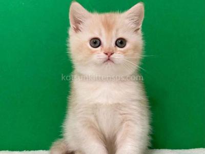 Ian Cream Scottish Straight With Big Round Eyes - Scottish Straight - Gallery Photo #1