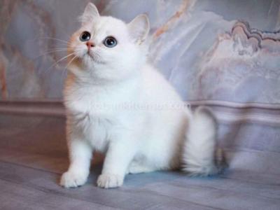 British Shorthair Chinchilla Point Blue Eyes - British Shorthair - Gallery Photo #1