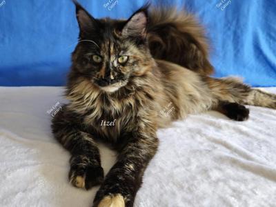 Itzel Black Tortie - Maine Coon - Gallery Photo #1