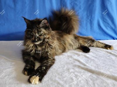 Itzel Black Tortie - Maine Coon - Gallery Photo #1
