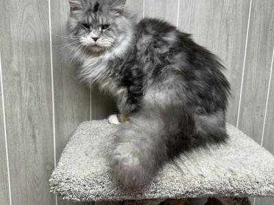 Finn - Maine Coon - Gallery Photo #1