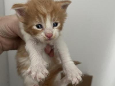 Henry - Maine Coon - Gallery Photo #1