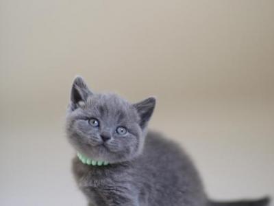 Scottish NY Arak - Scottish Straight - Gallery Photo #1