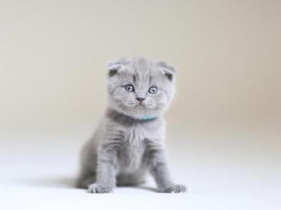 Scottish NY Albertw - Scottish Fold - Gallery Photo #1