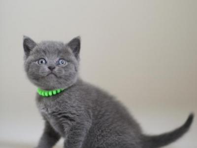 Scottish NY Anan - Scottish Straight - Gallery Photo #1