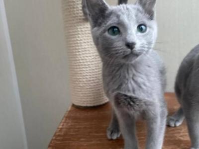 Russian Blue REK A - Russian Blue - Gallery Photo #1
