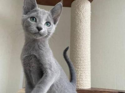 Russian Blue REK B - Russian Blue - Gallery Photo #1