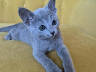 Russian Blue REK E - Russian Blue - Gallery Photo #1