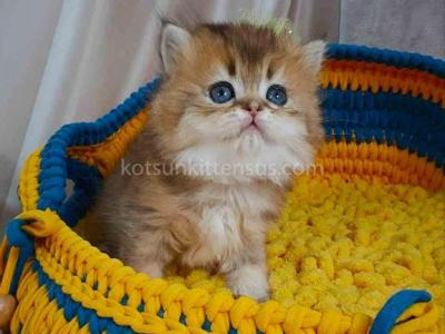 Germiona Golden Chinchilla Baby Girl - Persian - Gallery Photo #1