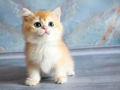 Zhofrey Orange British Ny 12 Black Golden Shell - British Shorthair - Gallery Photo #1