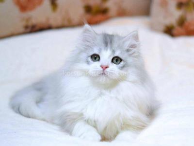 Romka Green Eyes British Silver Bicolor - Persian - Gallery Photo #1