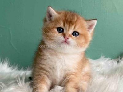 Laxik Ny 11 Scottish Straight Golden Shaded Male - Scottish Straight - Gallery Photo #1