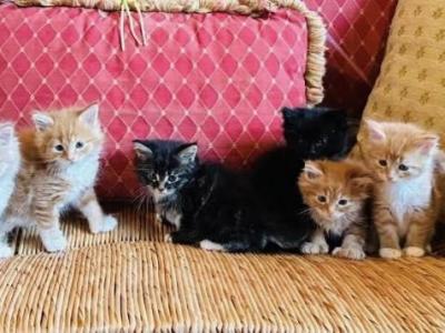 LITTER ON THE WAY - Maine Coon - Gallery Photo #1