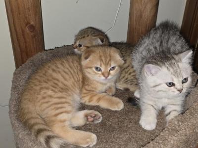 Cleo's Litter - Scottish Fold - Gallery Photo #1
