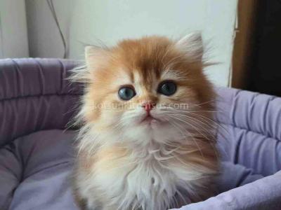 Zimfira Chocolate Golden Chinchilla Baby Girl - Persian - Gallery Photo #1
