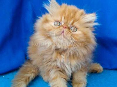 Ginger Persian Exotic Longhair Orange Red Girl - Persian - Gallery Photo #1