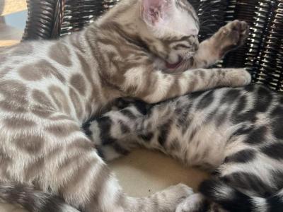 Silver Males - Bengal - Gallery Photo #1