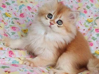 Caramelle Black Golden Shell Ny 12 Longhair Girl - Persian - Gallery Photo #1
