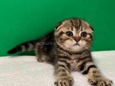 Jasmine Scottish Fold Butterfly Tabby Female - Scottish Fold - Gallery Photo #1