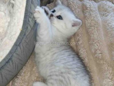 Besty Silver Shaded Chinchilla Baby Girl - Scottish Straight - Gallery Photo #1