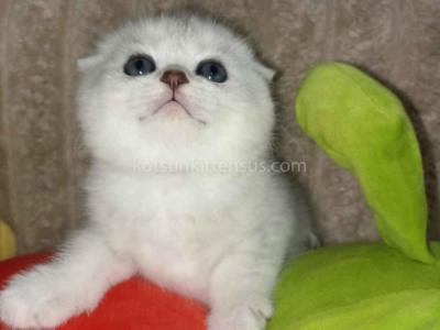 Bonya Scottish Fold Silver Shaded Chinchilla Girl - Scottish Fold - Gallery Photo #1