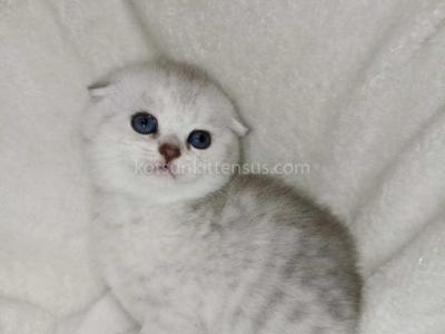 Buffy Silver Shaded Chinchilla Scottish Fold  Girl - Scottish Fold - Gallery Photo #1