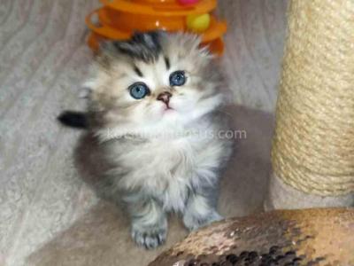 Bonita Black Golden Ticked Chinchila Scottish Fold - Scottish Fold - Gallery Photo #1