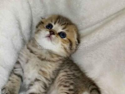 Barney Leopard Cub Scottish Fold Tabby Boy - Scottish Fold - Gallery Photo #1