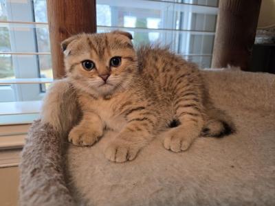 Max2 - Scottish Fold - Gallery Photo #1