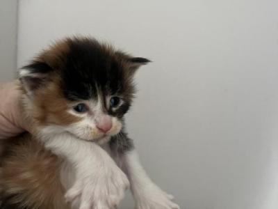 Sara - Maine Coon - Gallery Photo #1