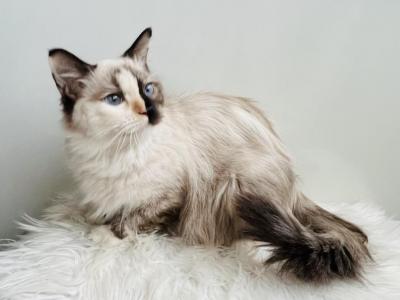 Charlies Boys - Ragdoll - Gallery Photo #1