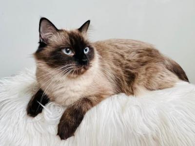 Cinder - Ragdoll - Gallery Photo #1