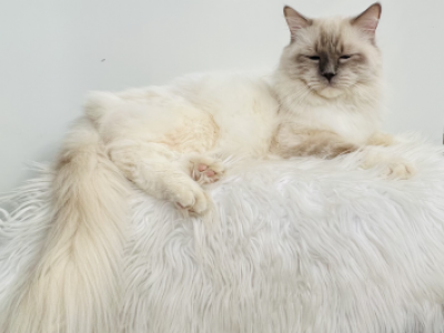 Charlie - Ragdoll - Gallery Photo #1