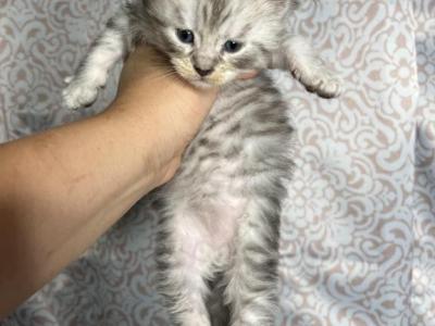 Beautiful Silver Striped Female - Maine Coon - Gallery Photo #1