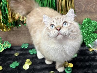 Beautiful Ragdoll Kittens - Ragdoll - Gallery Photo #1