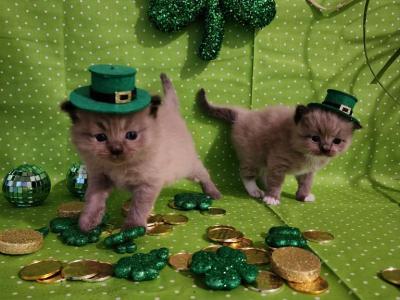 Spring - Ragdoll - Gallery Photo #1