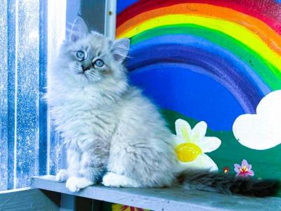 Penny Pie & Leonardo - Ragdoll - Gallery Photo #1