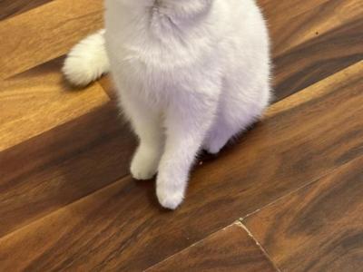 Silver Chinchilla Girl - British Shorthair - Gallery Photo #1