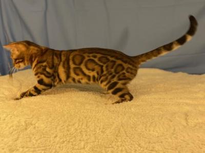 Athena Kittens - Bengal - Gallery Photo #1